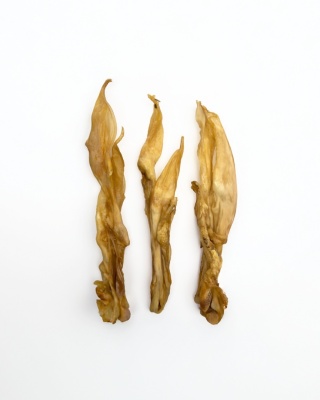 Ucho królicze bez futra 10 szt.